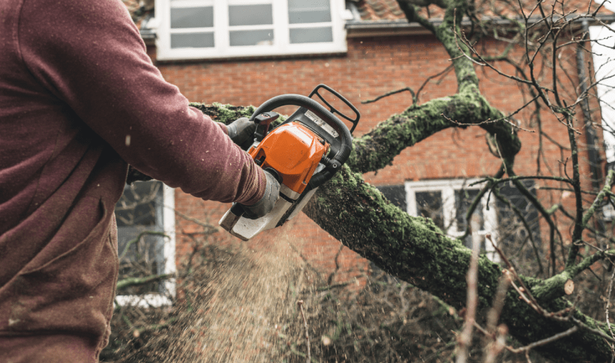 TREE REMOVAL